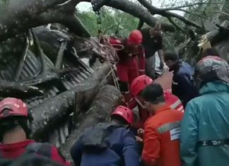 Dua Bocah dan Seorang Ibu Menjadi Korban Tertimpa Pohon Tumbang di Makassar