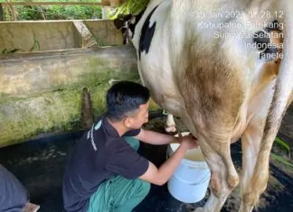 Dukung Program Strategis, Polbangtan Kementan Lakukan MBKM di Enrekang Sulawesi Selatan