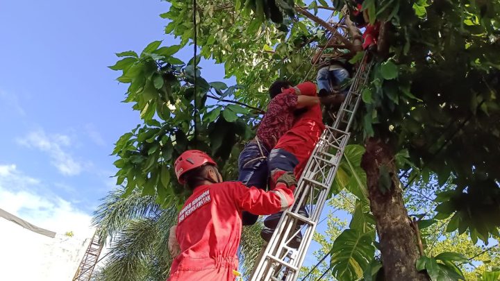 Tersengat Listrik, Seorang Pria di Makassar Dievakuasi Dari Atas Pohon tersengat listrik