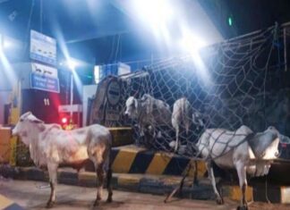 Belasan sapi berhamburan