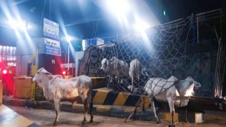 Belasan sapi berhamburan