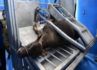 62 Sapi Kurban Pemkot Makassar Akan Dipotong di RPH Manggala