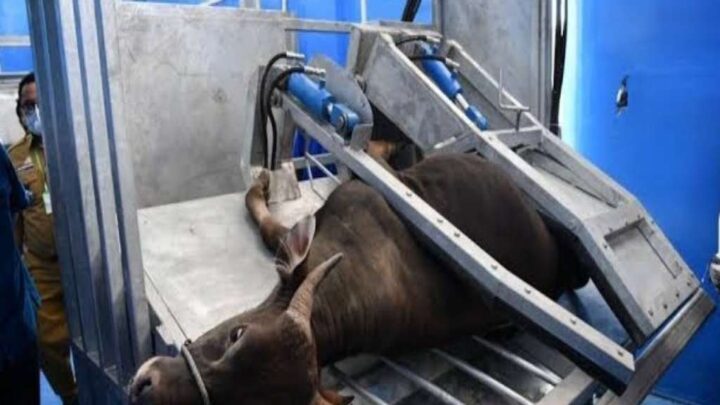 62 Sapi Kurban Pemkot Makassar Akan Dipotong di RPH Manggala daging berkualitas