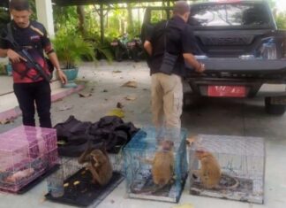Kasus Penyelundupan Satwa Liar Dilindungi Segera Dilimpahkan ke Kejati Gorontalo