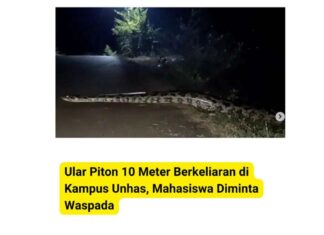 Cak Fakta: Ular Besar Gegerkan Kampus Unhas, Rupanya Video Lama