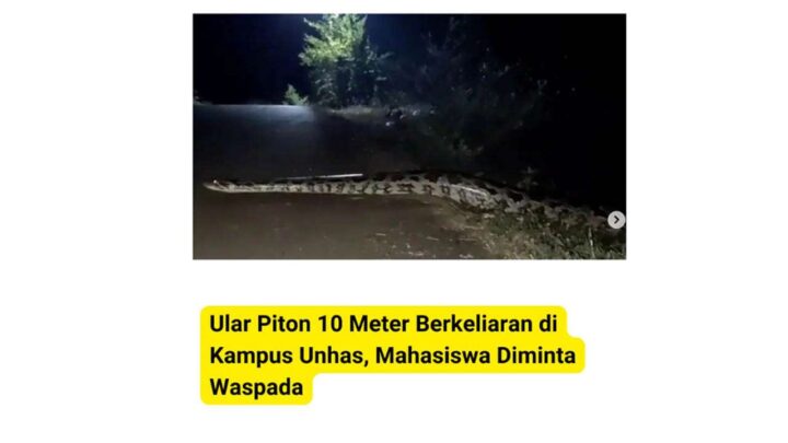 Cak Fakta: Ular Besar Gegerkan Kampus Unhas, Rupanya Video Lama cek fakta