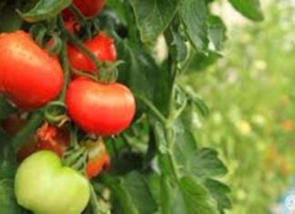 tumbuhan yang mudah ditanam