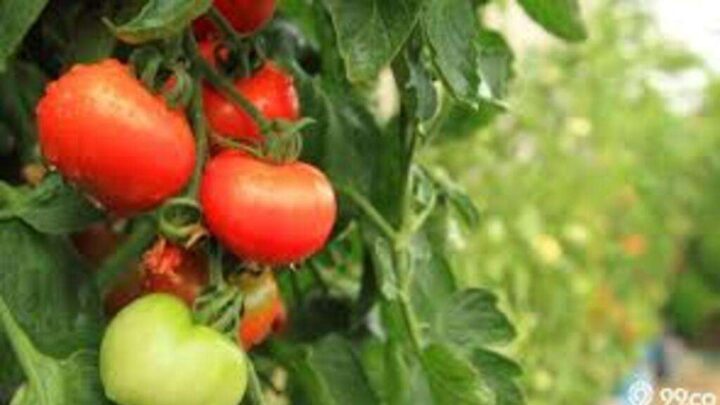 tumbuhan yang mudah ditanam