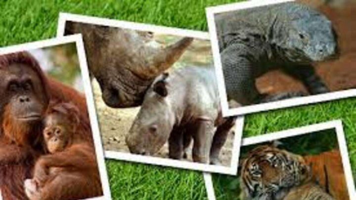 Berikut Alasan Mengapa Sebegitu Penting Menjaga Kelestarian Hewan Langka menjaga kelestarian hewan