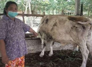 Tren Penjualan Sapi di Makassar Meningkat Jelang Iduladha