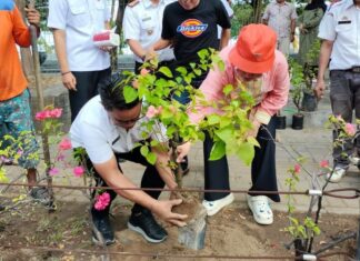 Teduhkan Makassar, Indira Yusuf Ismail Tanam Pohon Tabebuya