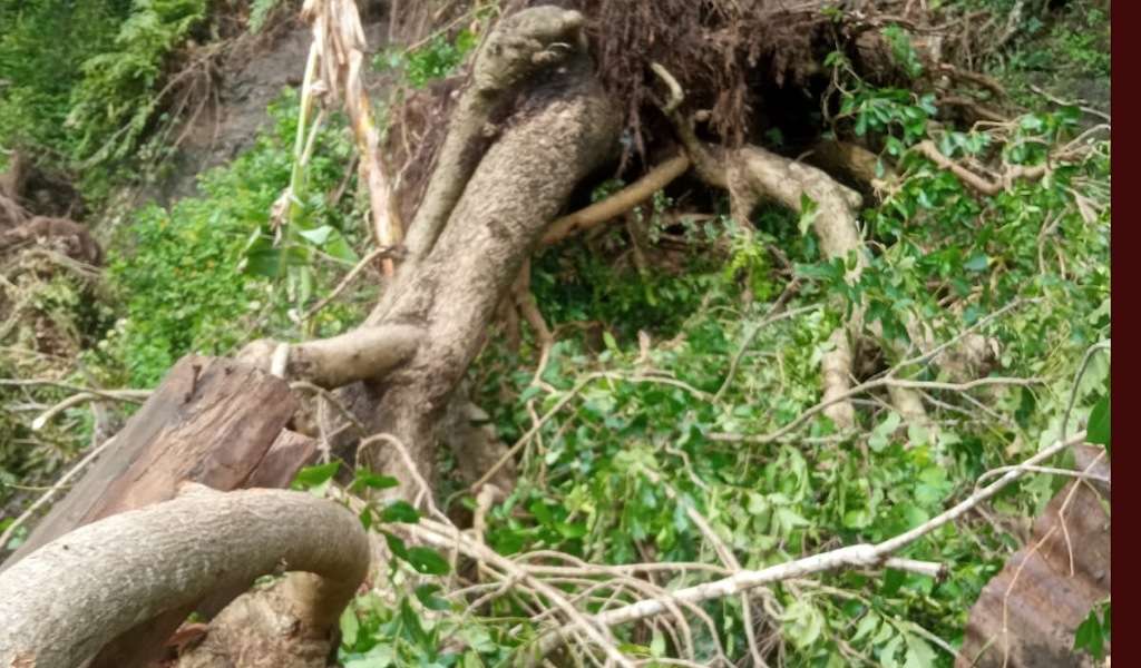 Longsor dan Pohon Tumbang Timpa Rumah Warga di Kecamatan Herlang Bulukumba, Dua Korban Dilarikan ke PKM