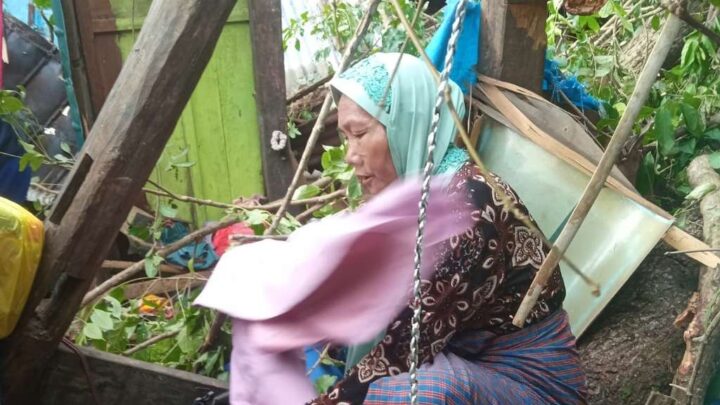 Pohon tumbang pohon tumbang