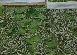 20 Tahun Vakum, Kabupaten Wajo Kembali Produksi Kokon Sutera