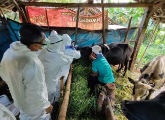 Wabah Antraks Menyebar, Ganjar Pranowo Larang Hewan Ternak Melintas ke Jateng