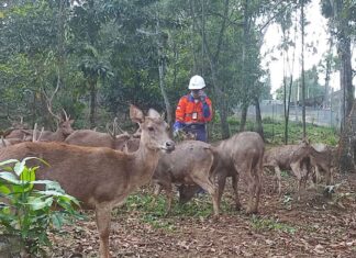 Sudah Diresmikan Jokowi, Taman Kehati di Sorowako Dibuka untuk Umum