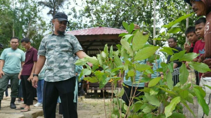 Gubernur Sulsel Lakukan Penanaman 500 Pohon Produktif di Bone Pemprov Sulsel