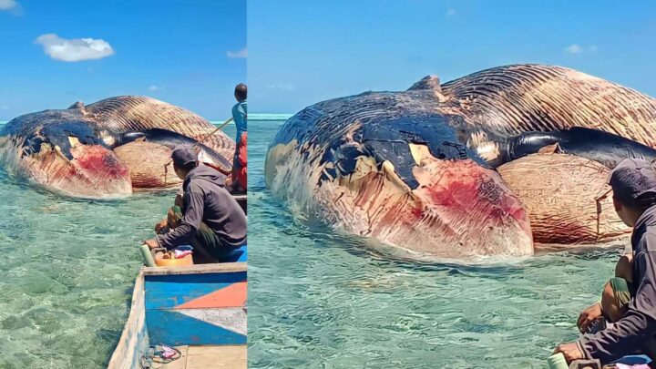 Ikan Paus Raksasa Mati Ditemukan Warga Selayar di Pasilambena Ikan Paus terdampar
