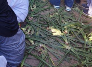 jalan sehat anti mager