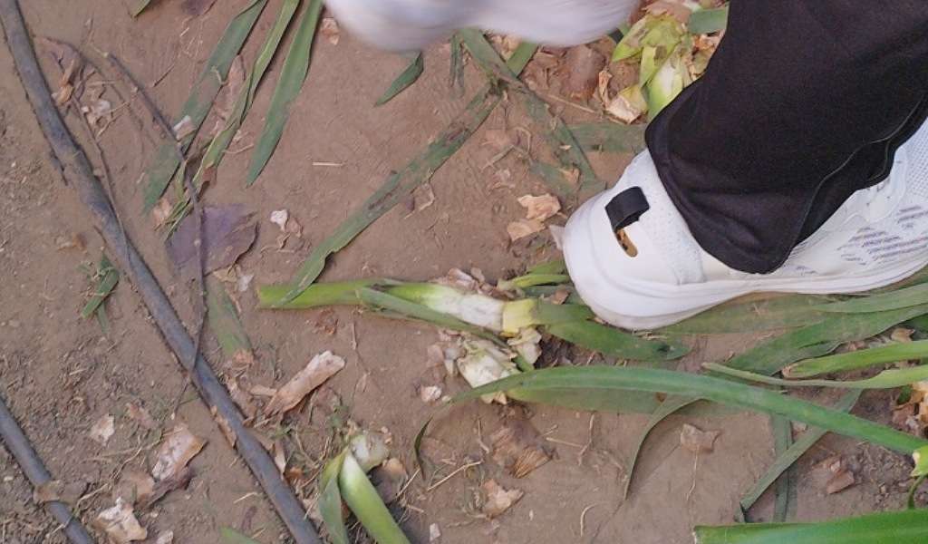 Usai Jalan Sehat Anti Mager, Tanaman Depan Rujab Gubernur Sulsel Rusak