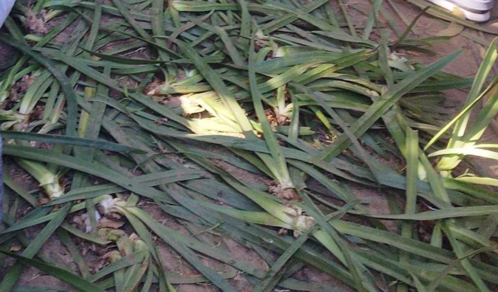 Usai Jalan Sehat Anti Mager, Tanaman Depan Rujab Gubernur Sulsel Rusak