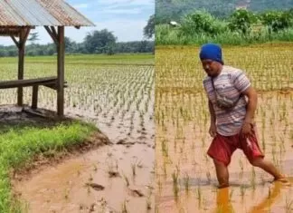 Penampakan Sawah di Dua Desa di Morowali Tercemar Lumpur Akibat Tambang Nikel, Perusahaannya Sudah Pernah Disegel