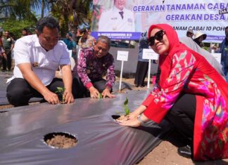 Sofha Marwah Bahtiar Mulai Gerakan Tanam Cabai di Kabupaten Wajo