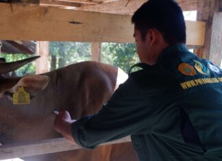 Mahasiswa Polbangtan Gowa Isi Libur Kuliah Dengan Kegiatan Vaksinasi Ternak di Bone