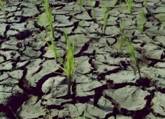 Ratusan Hektar Sawah di Soppeng Rusak Parah Akibat Elnino