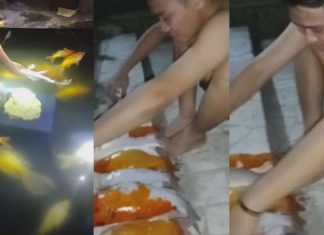 Gegara Pemadaman Listrik, Pemuda di Pangkep Nangis 16 Ikan Koi Miliknya Mati