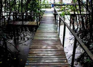ekowisata mangrove