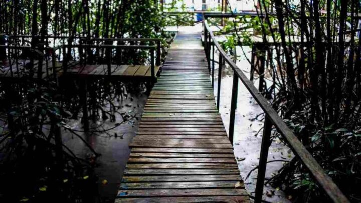 Bukan Sekedar Destinasi Wisata, Ini Manfaat Ekowisata Mangrove Lantebung/Makassarkota.go.id ekowisata mangrove