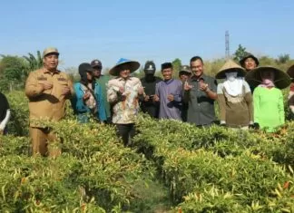 Pj Gubernur Sulsel Panen Cabai Varietas Cakra Putih, Petani: Hasilnya Bisa Naik Haji