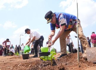 Pj Gubernur Sulsel Tanam Pisang di Lahan 20 Hektare di Sinjai