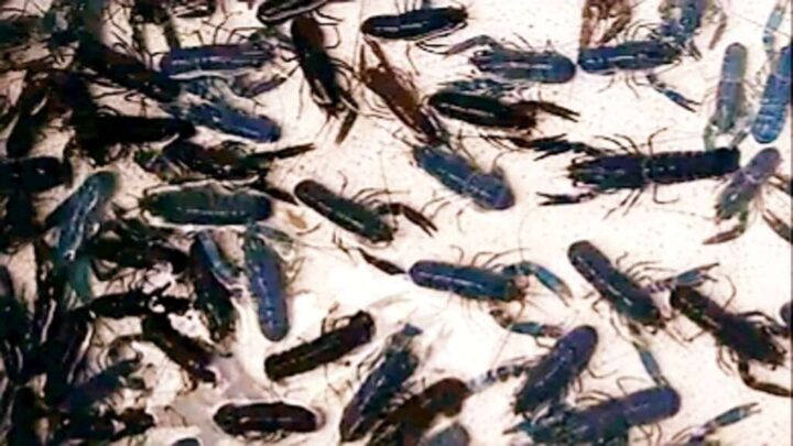 Penyelundupan Ratusan Ribu Benih Lobster Senilai Puluhan Miliar Digagalkan Polisi penyelundupan benih lobster