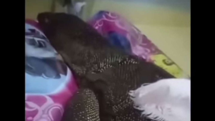 Disebut Kembaran Manusia, Biawak di Makassar Mati Diselimuti Kain Kafan biawak di makassar