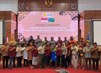 Kementan Latih Peternak Dan Penyuluh Negara Kepulauan Solomon Beternak Ayam Broiler