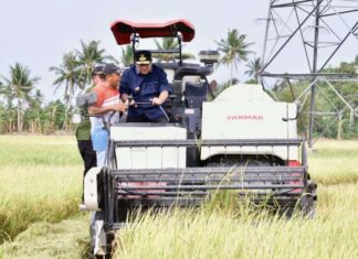 Panen Padi di Pinrang, Pj Gubernur Sulsel Optimistis Surplus 2 Juta Ton Beras
