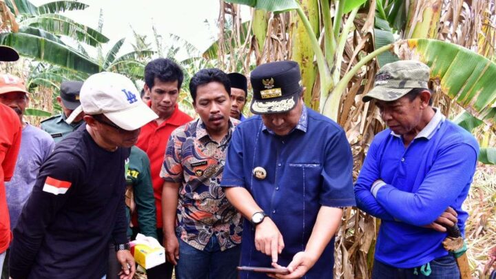 Kunjungi Kampung Pisang di Pinrang, Pj Gubernur Sulsel Perlihatkan Cara Cepat Perbanyak Anakan Pisang