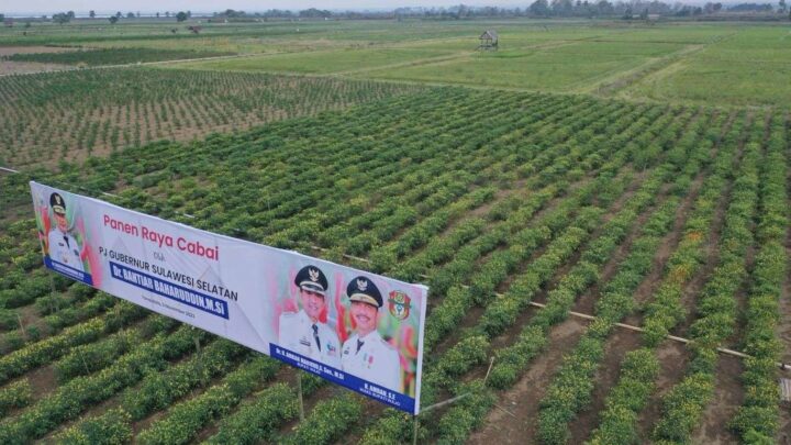 Upaya Tekan Inflasi, Pemprov Sulsel dan Pemkab Wajo Kompak Panen Raya Cabe Pemprov Sulsel