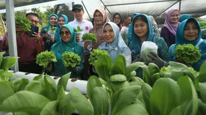 Pj Ketua TP PKK Sulsel Panen Sayuran dan Beri Bantuan PMT untuk Anak Stunting di Luwu Timur Pj ketua tp pkk Sulsel