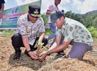 Pemkot Palopo Siapkan 48 Hektar Lahan untuk Budidaya Pisang
