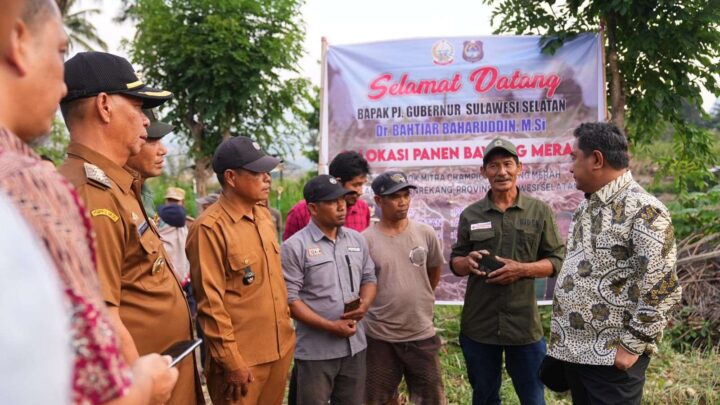 Atasi Masalah Petani Bawang Merah di Enrekang, Pemprov Sulsel Siapkan Skema Bisnis Hulu Hingga Hilir Bawang merah