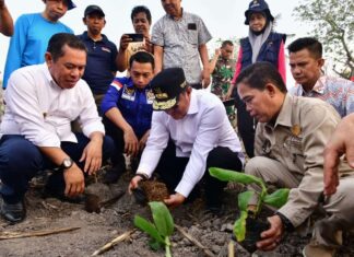 Pemkab Sidrap Siapkan 1.500 Hektar Lahan untuk Budidaya Pisang