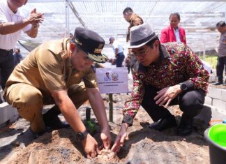 Jutaan Bibit Pisang Cavendish Dilaunching di Pusat Pembibitan Unhas