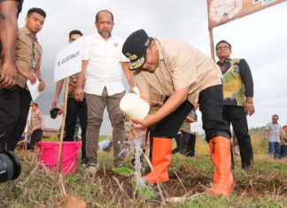 Pemkab Gowa Siapkan Lahan 3.600 Hektar untuk Budidaya Pisang Cavendish