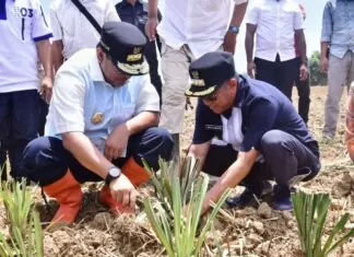 Tingkatkan Ketahanan Pangan di Bone, 50.000 Benih Nila Dilepas di Embung Kecamatan Mare