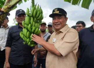 500 Petani Sidrap Siap Budidaya Pisang di Lahan Seluas 2.000 Hektar