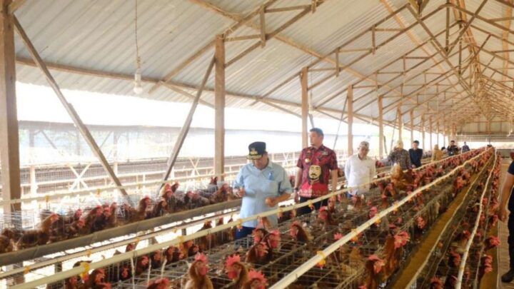 Bupati Adnan Nilai Sektor Peternakan di Kabupaten Gowa Berpotensi Besar bupati gowa adnan purichta ichsan