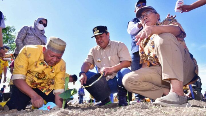 Bupati Soppeng Tancap Gas Tanam Pisang Cavendish di Lahan 15 Hektare Bupati Soppeng